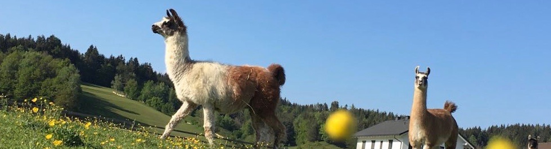 Lama gesucht von Pettrailer