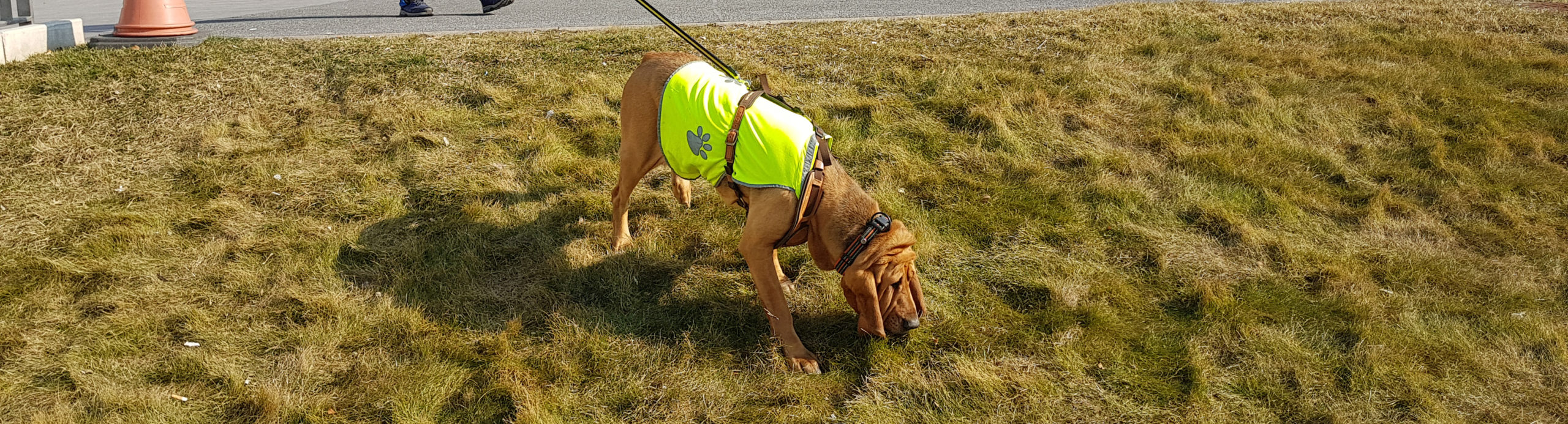 Pettrailer UK Bloodhound wearing hi-vis
