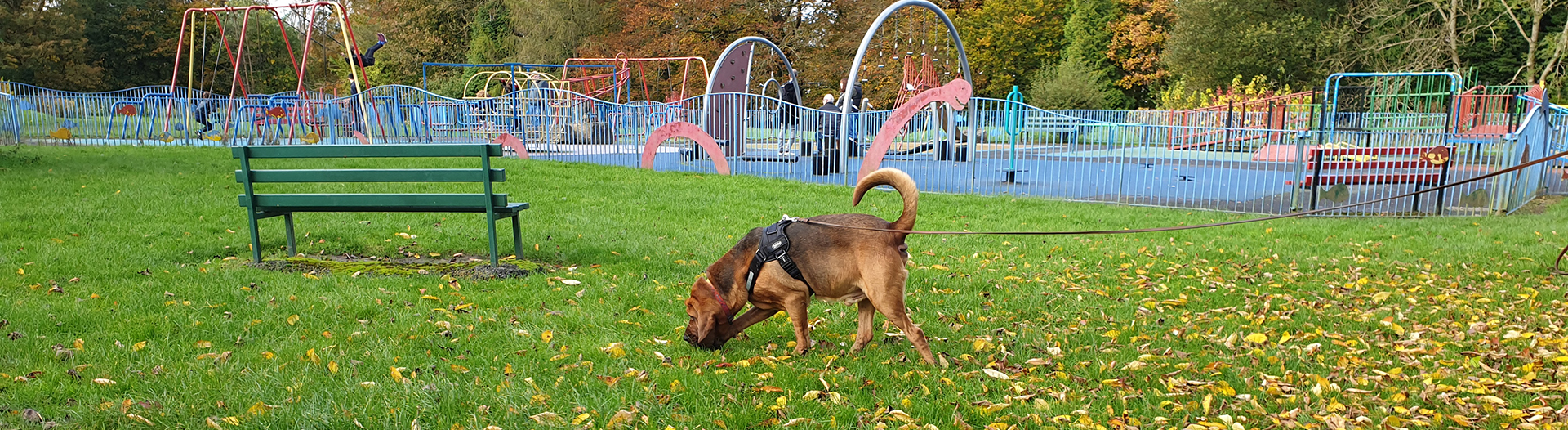 Pettrailer UK Bloodhound Playground