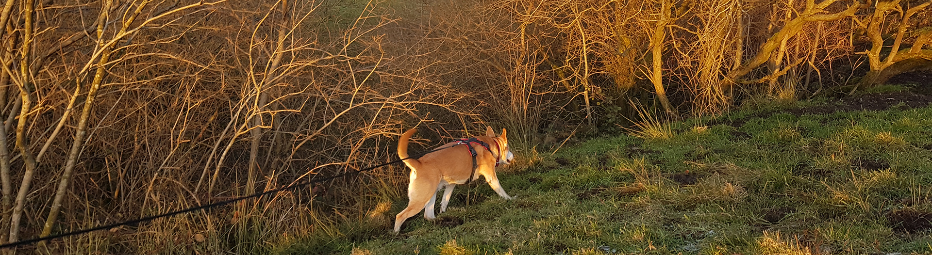 Pettrailer UK Lab X Woods