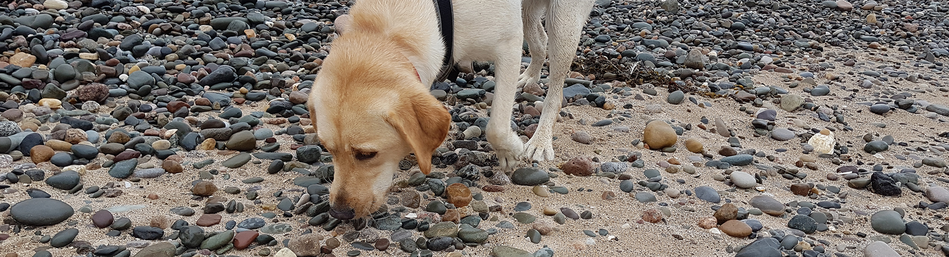 Pettrailer UK Labrador sniffing on the beach