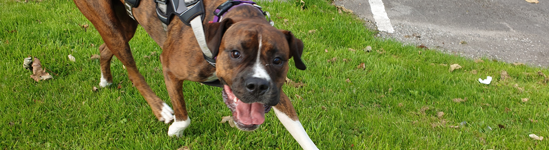 Pettrailer UK Boxer Smiling