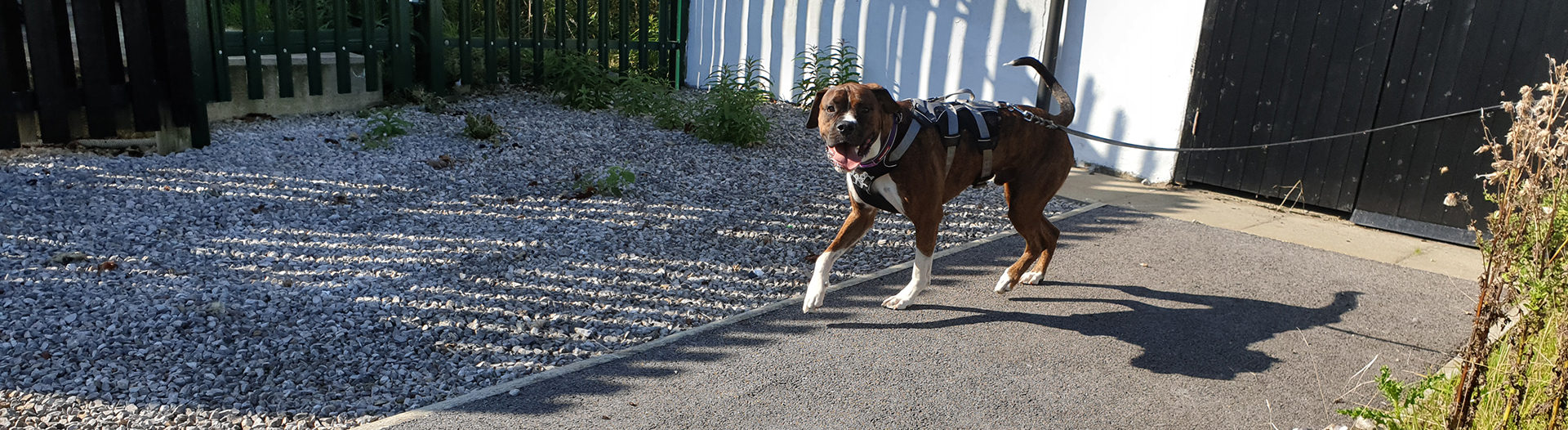 Pettrailer UK Boxer Trailing Dog