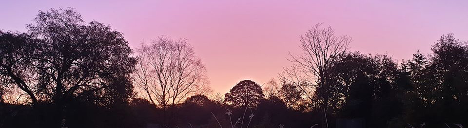 Pettrailer UK Sunrise treeline