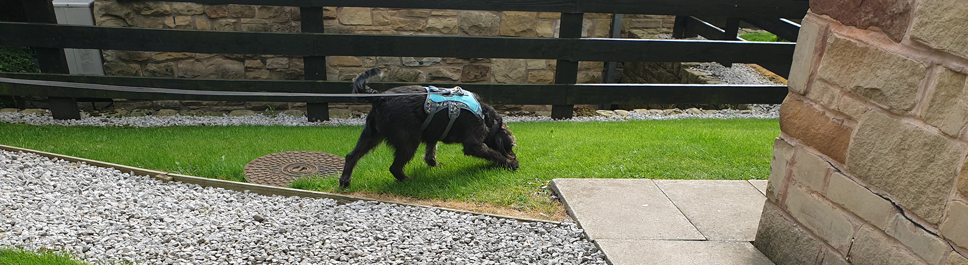 Pettrailer UK Trailing Dog at Work